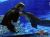 Jessica & Dolphin